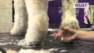 Grooming Guide  Labradoodle  Pro Groomer [upl. by Sink]