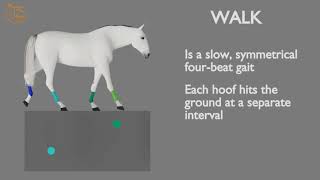 HORSE GAITS PART 01  WALK CYCLE ANALYSIS [upl. by Ernest]