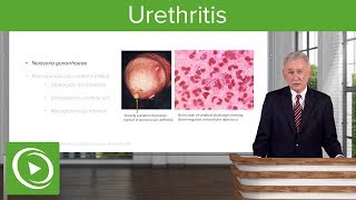 Urethritis Definition amp Pathology – Infectious Diseases  Lecturio [upl. by Dlanger]