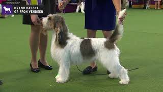 Grand Basset Griffon Vendeens  Breed Judging 2020 [upl. by Inavihs38]