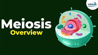 Overview of Meiosis  Dont Memorise [upl. by Zina]