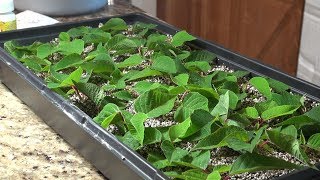 Propagating Poinsettias for the Holidays [upl. by Euphemie]