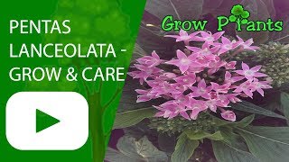 Pentas lanceolata  grow and care [upl. by Yruok635]