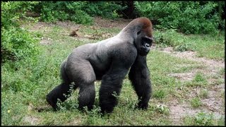 Silverback Gorillas Gorilla gorilla [upl. by Llertram]