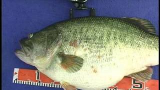 Manabu Kurita World Record Largemouth Bass [upl. by Aseret]