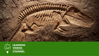 Fossils amp Dinosaurs  Real World Science on the Learning Videos Channel [upl. by Ahsinat]