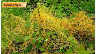 Parasitic Plants  Environmental Studies Class 5 [upl. by Midas]