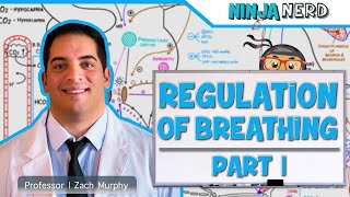 Respiratory  Regulation of Breathing Respiratory Centers Part 1 [upl. by Arracahs]