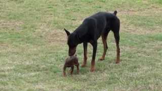 Doberman Puppy Meets The Big One [upl. by Nevram]