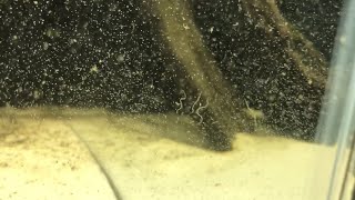 White Worms In Your Aquarium Everything You Need to Know About Detritus Worms  DIY Reptiles [upl. by Roswald]