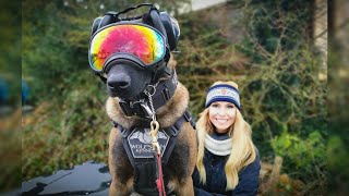 THE BELGIAN MALINOIS  SUPER SOLDIER DOG [upl. by Ettelrac100]