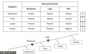 How to Create a Cladogram [upl. by Chil]