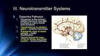 Cog Neuro  Lecture 6 Neurotransmitter Systems [upl. by Assilak340]