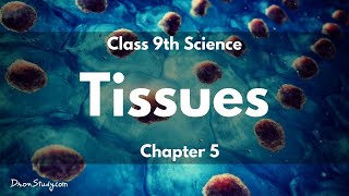 Tissues  CBSE Class 9 Science  Toppr Study [upl. by Beckman]