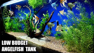 Build A Low Budget Planted Aquarium For Angelfish [upl. by Edwin282]