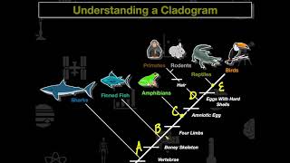 Cladogram Practice [upl. by Portuna]