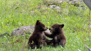 Nature Bear cubs [upl. by Hosbein]