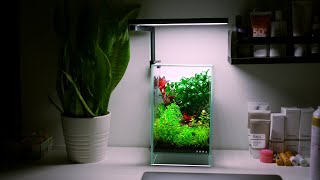 Build A Mini Terrarium With Aquatic Plants [upl. by Asin872]