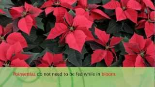 How to Care For Poinsettias  Armstrong Garden Center [upl. by Court880]