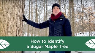 How to Identify a Sugar Maple Tree [upl. by Pyotr]