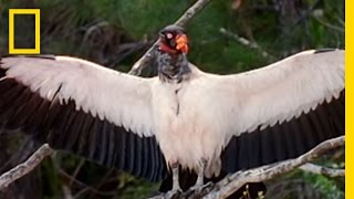 King Vultures  National Geographic [upl. by Aiekal]