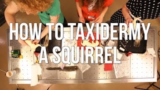 How to Taxidermy a Squirrel [upl. by Rollie195]