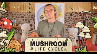 The Mushroom Life Cycle From spore to mushroom [upl. by Lamar798]