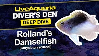 LiveAquaria® Diver’s Den® Deep Dive Rolland’s Damselfish Chrysiptera rollandi [upl. by Jessalin]