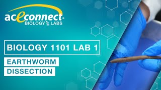 Biology Lab  Earthworm Dissection [upl. by Airom]