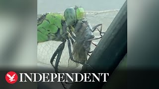 Im disgusted Dragonfly devours horsefly in gruesome video [upl. by Atoel]