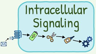 Intracellular Signaling  Second Messenger System [upl. by Gregson]