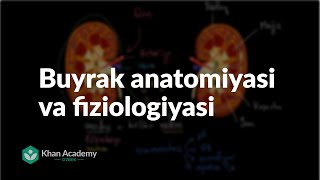 Buyrak anatomiyasi va fiziologiyasi  Ayirish tizimi  Tibbiyot [upl. by Naida875]