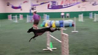 Rake agility whippet earns a Jumpers Q [upl. by Jordan]