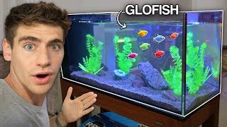 NEW GLOFISH AQUARIUM [upl. by Alessandro371]