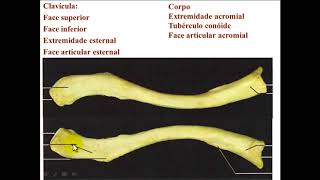 OSSOS DE MEMBRO SUPERIOR PARTE 1  CINTURA ESCAPULAR [upl. by Gaidano]