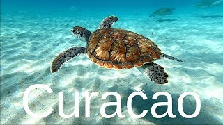 12 Best Curacao Snorkeling Spots [upl. by Maher]