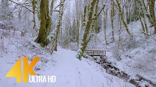 4K Virtual Winter Walk  Walking in a Snow Forest  35 HRS of Crunching Snow Sound [upl. by Nanni]