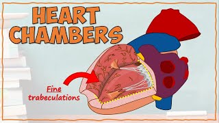 DETAILED Anatomy of the Heart Chambers [upl. by Eisaj17]