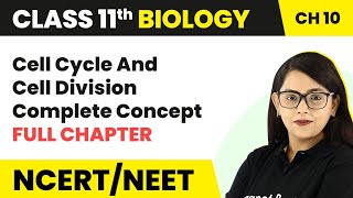 Cell Cycle amp Cell Division  Full Chapter Explanation  Phases of Cell Cycle  Class 11 Biology [upl. by Mallen]