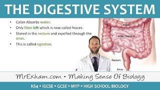 The Digestive System  GCSE Biology 91 [upl. by Engedus]