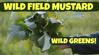 Wild Field Mustard How to Pick and Process [upl. by Nesyaj]