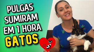 COMO ACABAR COM AS PULGAS DO GATO EM 1 HORA→ O MELHOR REMÉDIO [upl. by Daphna316]