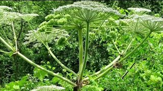 A more detailed look at Common hogweed Heracleum sphondylium [upl. by Kiehl]