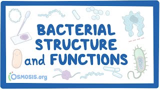 Bacterial Structure and Functions [upl. by Nugent937]