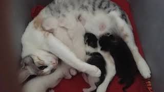 Gata Pariendo video Completo  Cat giving birth full video [upl. by Inot]