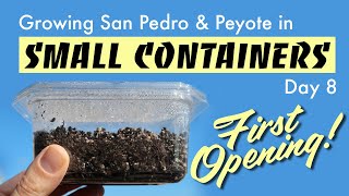 Growing San Pedro amp Peyote in Small Containers Day 8 [upl. by Nicolais]