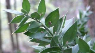 ruscus aculeatus L [upl. by Sirama]