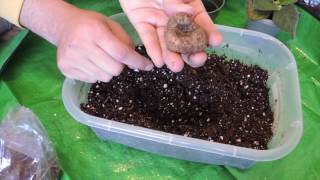 Planting Gloxinia Tubers [upl. by Yllen691]