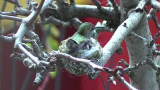 LIVE Hummingbird CAM [upl. by Riggall]