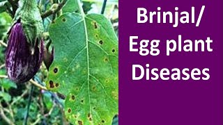 Diseases Management of Brinjal Solanum melongena [upl. by Robson633]